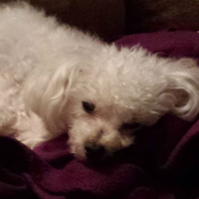 Frosty in October 2015-sm (18K)